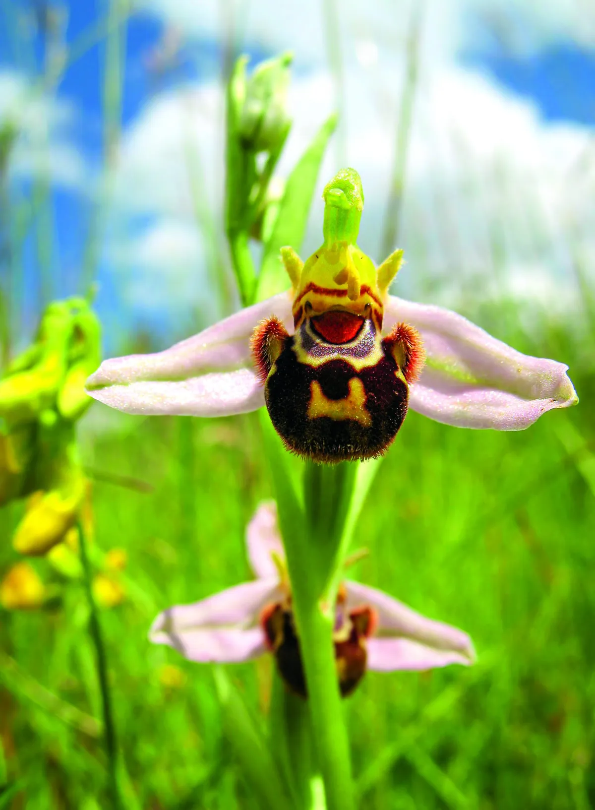 Bee orchid. © Rupert Soskin