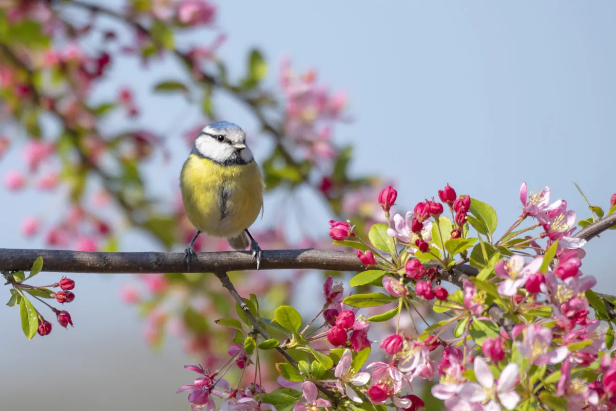 Blue tit perched on the branch of a spring flowering crab apple tree