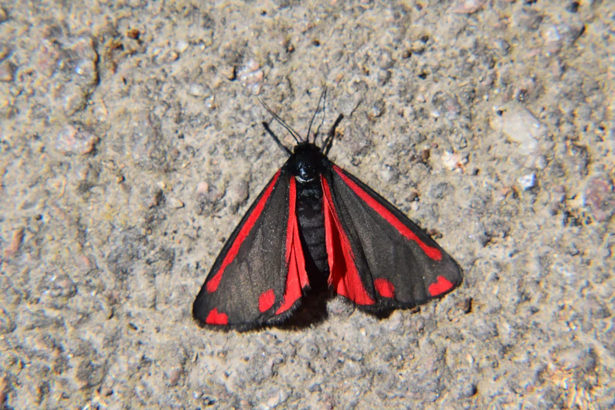 Cinnabar moth (Tyria jacobaeae).