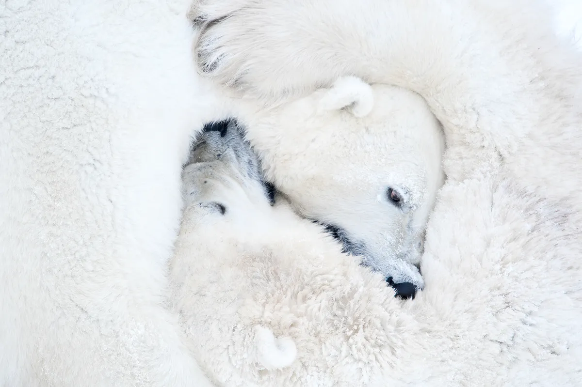 Polar bears in Wapusk National Park, Manitoba, Canada. © Daisy Gilardini