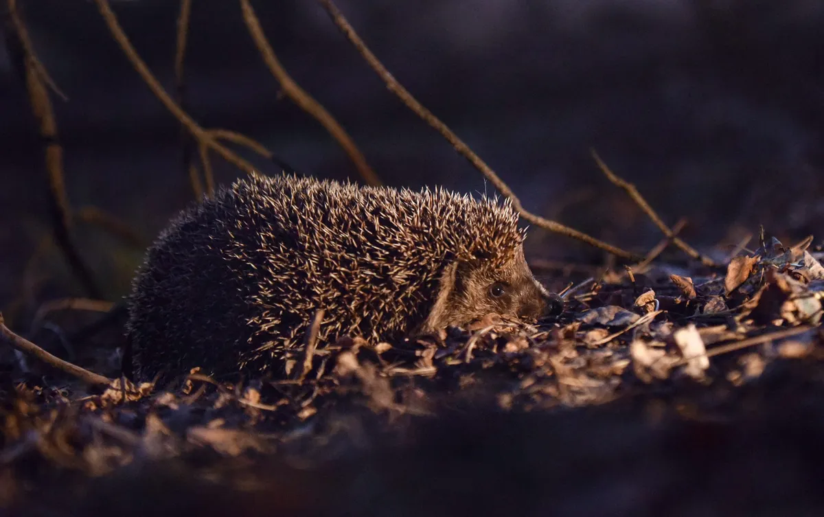 European hedgehog among dry leaves. © Olena Khudiakova/ Ukrinform/Barcroft Media/Getty