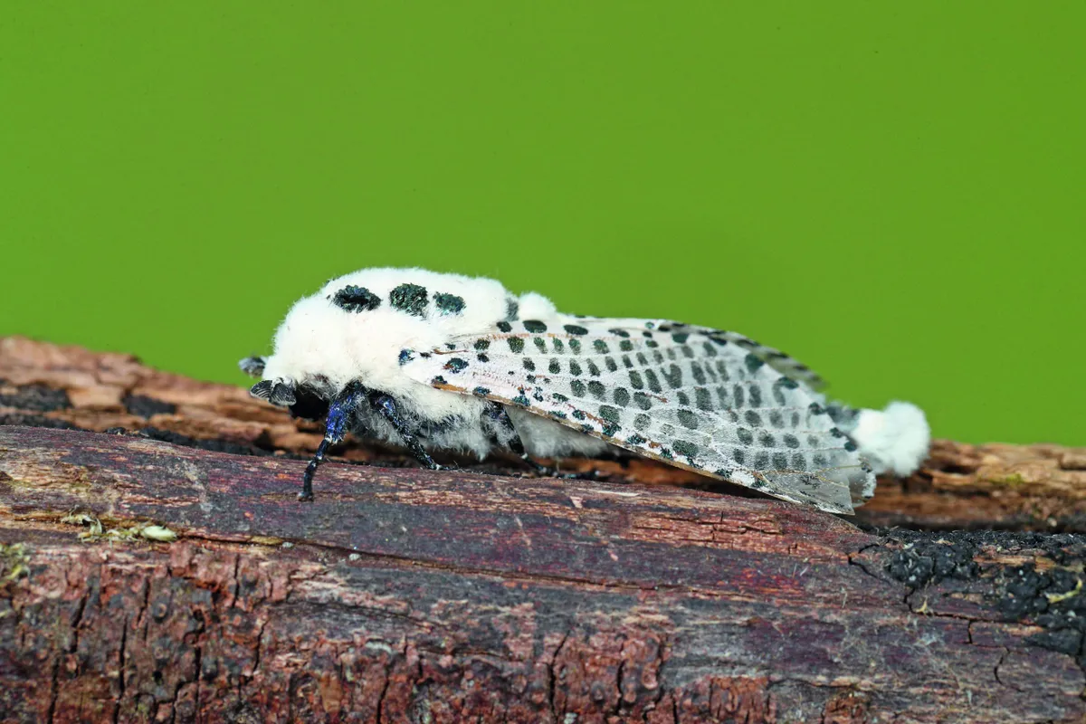 Leopard moth. © James Lowen