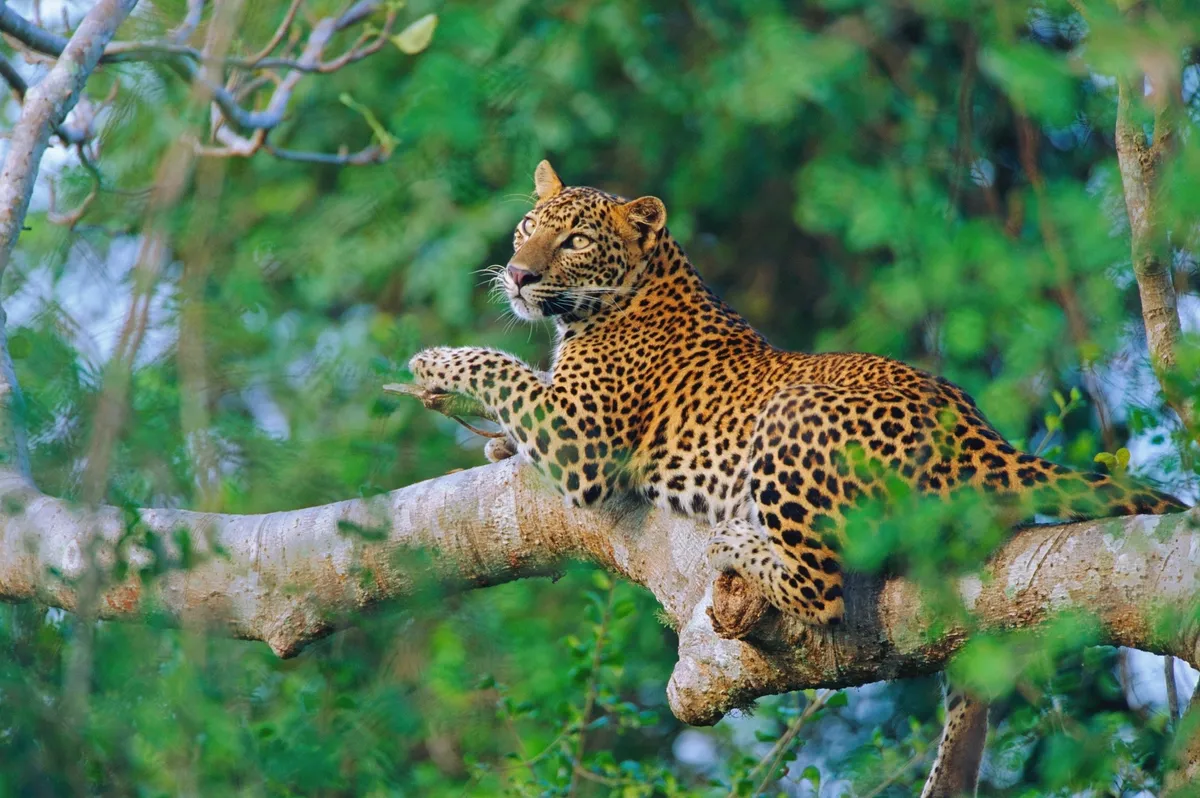 Leopard resting in a tree in Yala National Park, Sri Lanka. © Andy Rouse/Getty