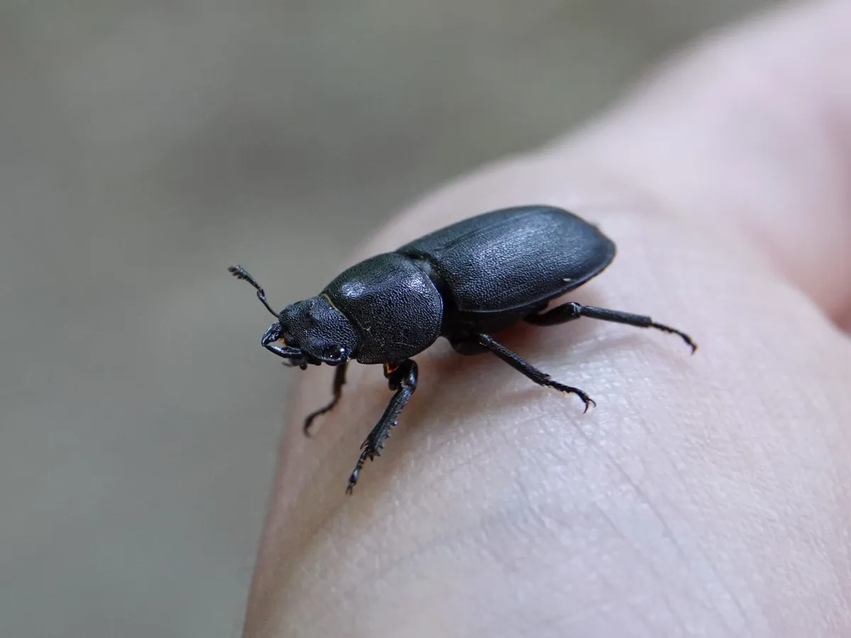 Lesser stag beetle. © Samuel Levy