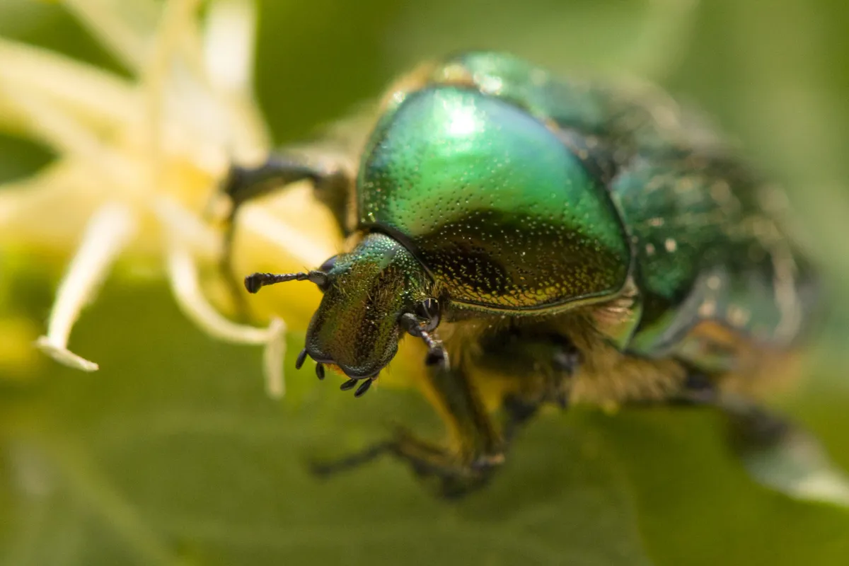 Rose chafer beetle. © Berndt Fischer/Getty