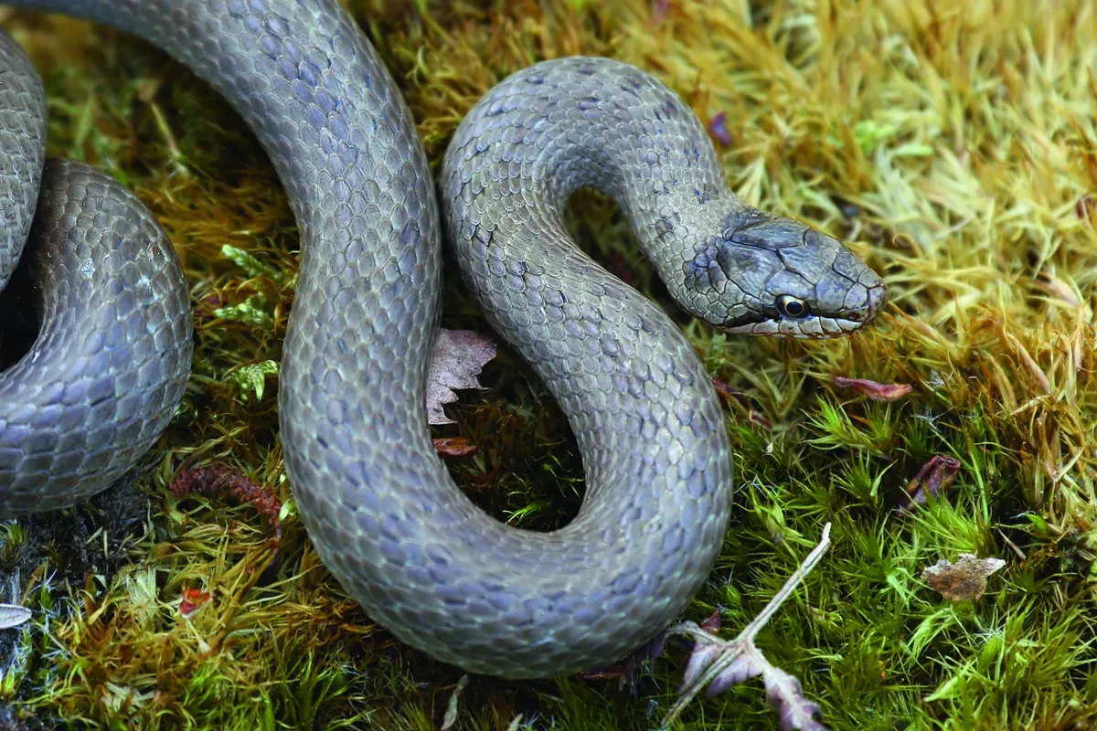 Smooth snake. © Jason Steel