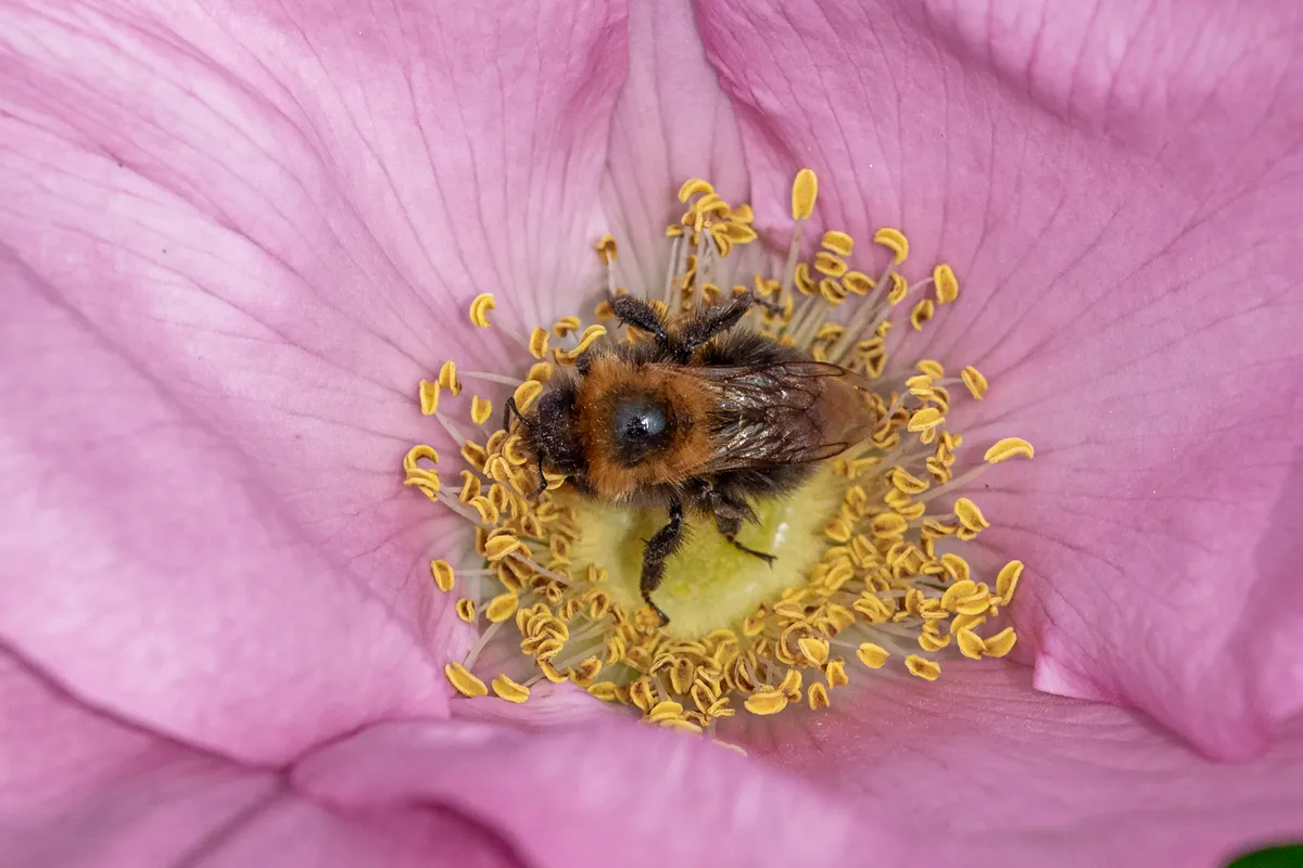 Tree bumblebee (Bombus hypnorum) collecting pollen from the flower of a dog rose (Rosa canina).