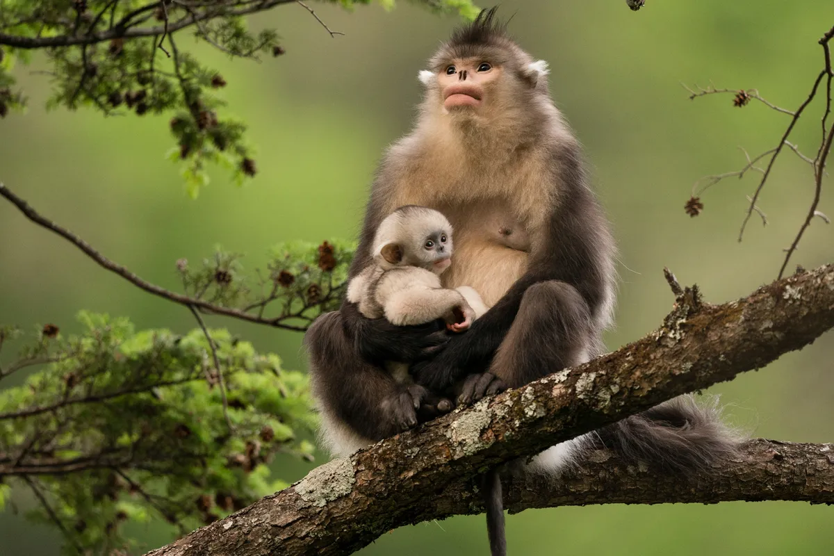 Yunnan snub-nosed monkey, Yunnan province, China. © Xi Zhinong