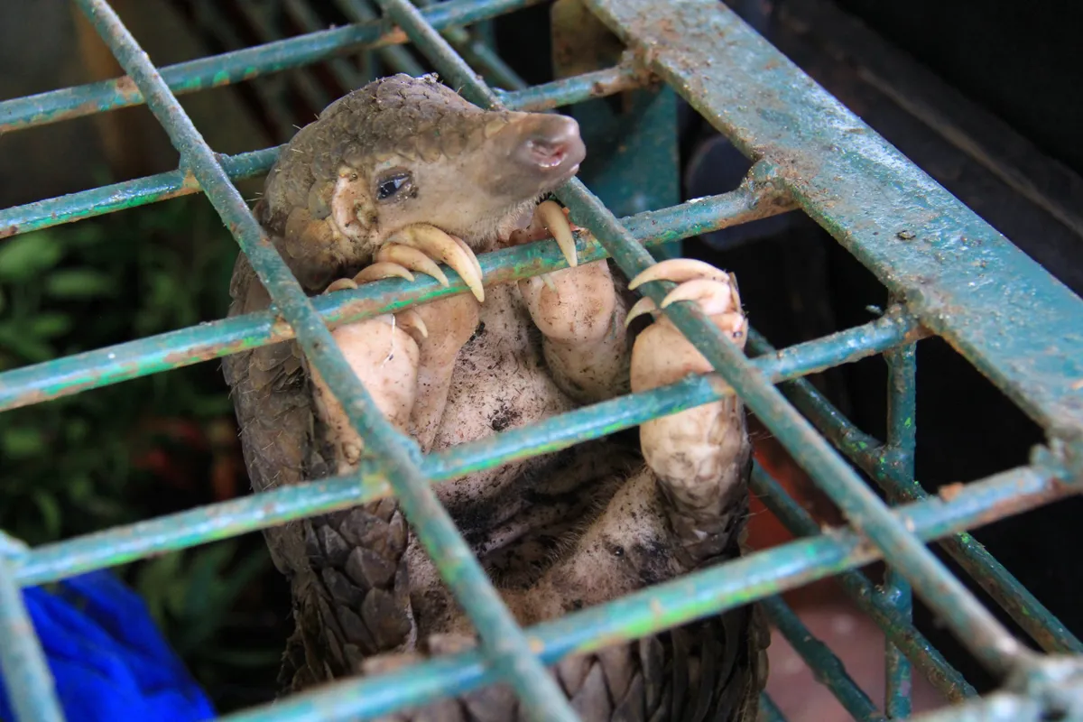 Rescued pangolin in cage, Shutterstock