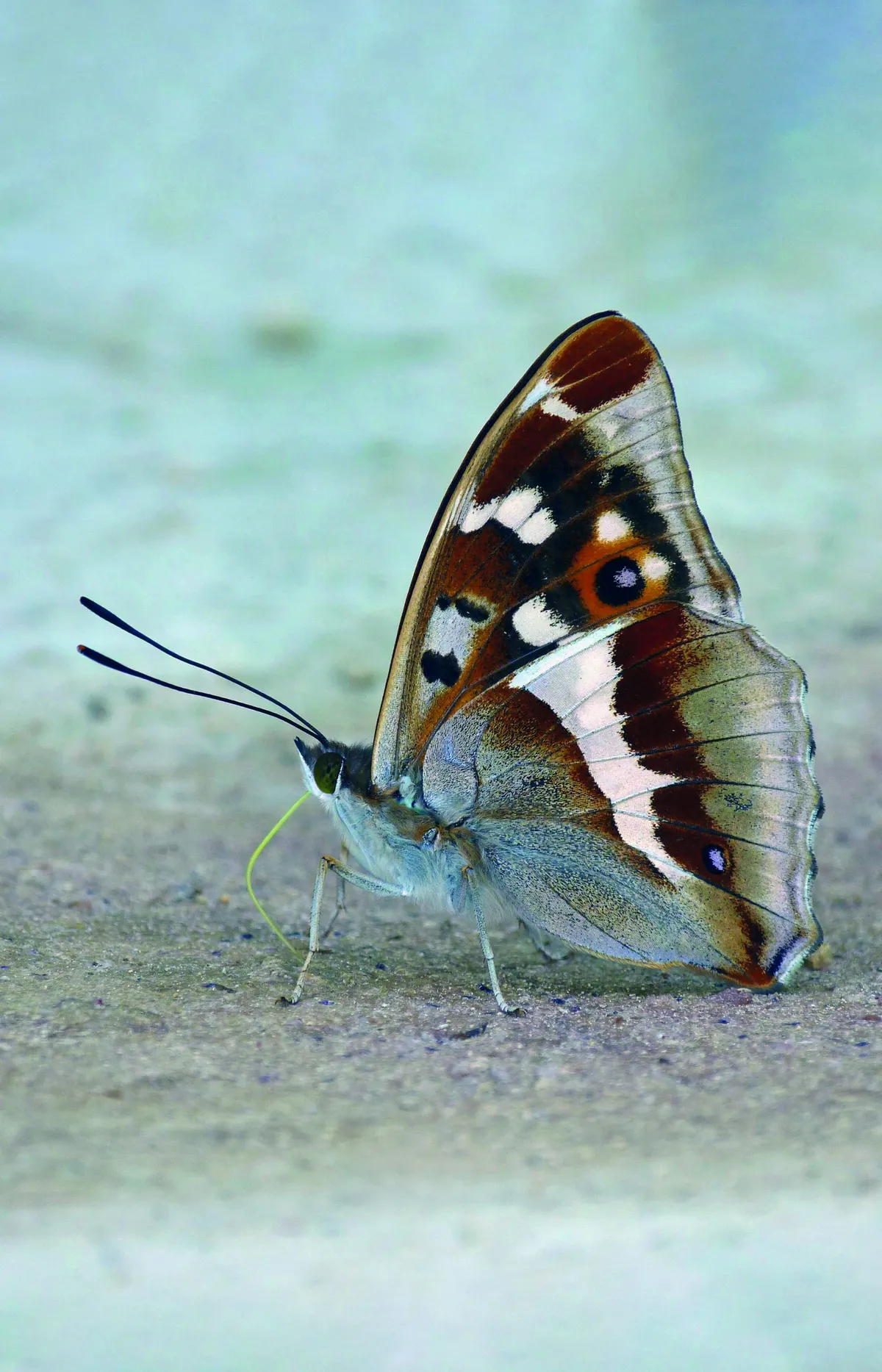 Underside of a male emperor butterfly. © Matthew Oates/Neil Hulme