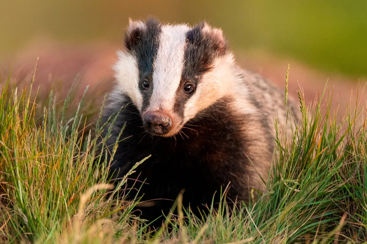 Badger in Staffordshire. © Ben Dalgleish