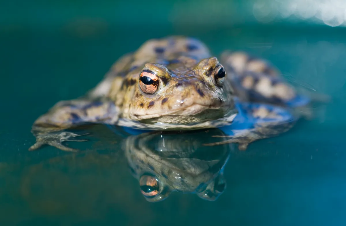 Common toad in a pond in spring in Norfolk, UK. © David Tipling