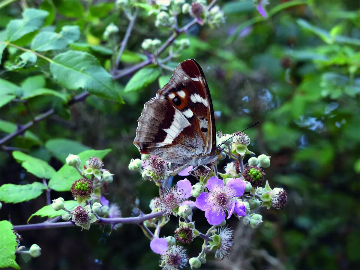 Female purple emperor butterfly on bramble. © Matthew Oates/Neil Hulme