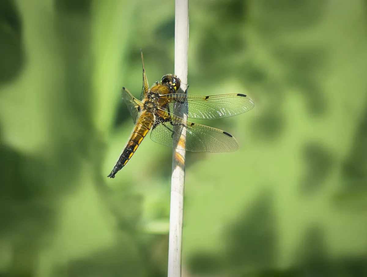 Four-spotted chaser. © Jimmy Edmonds (used from Flickr under CC BY-SA 2.0)