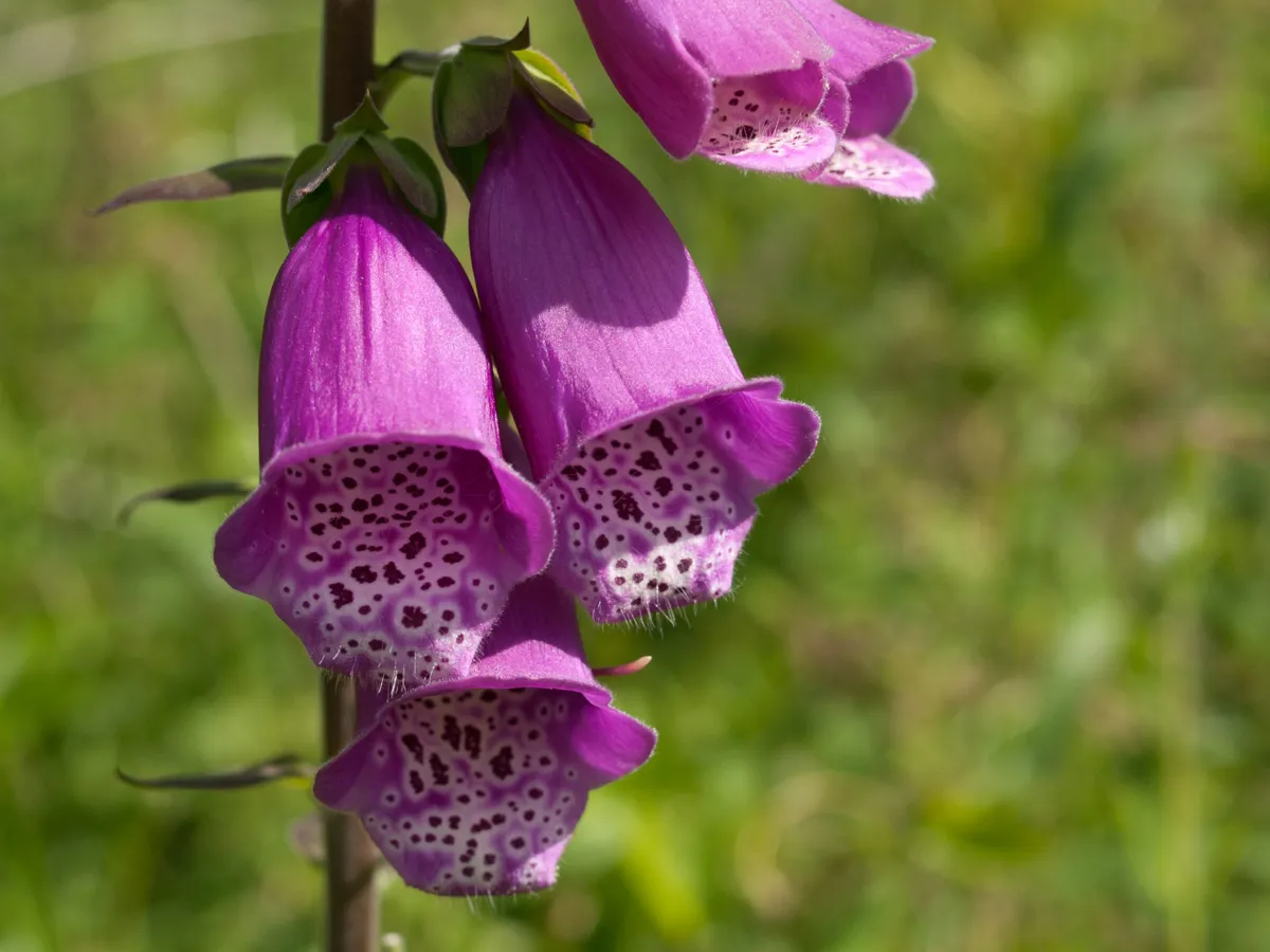 Foxglove. © William Warby (used from Flickr under CC BY 2.0)