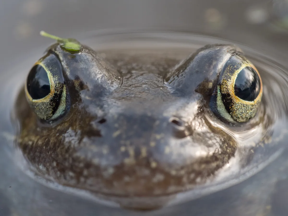Frog face in water, NT Images