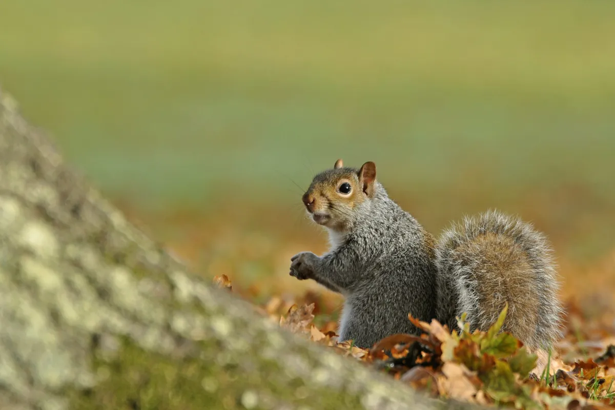 Grey squirrels are non-native to the UK and Ireland. © Robert Trevis-Smith/Getty