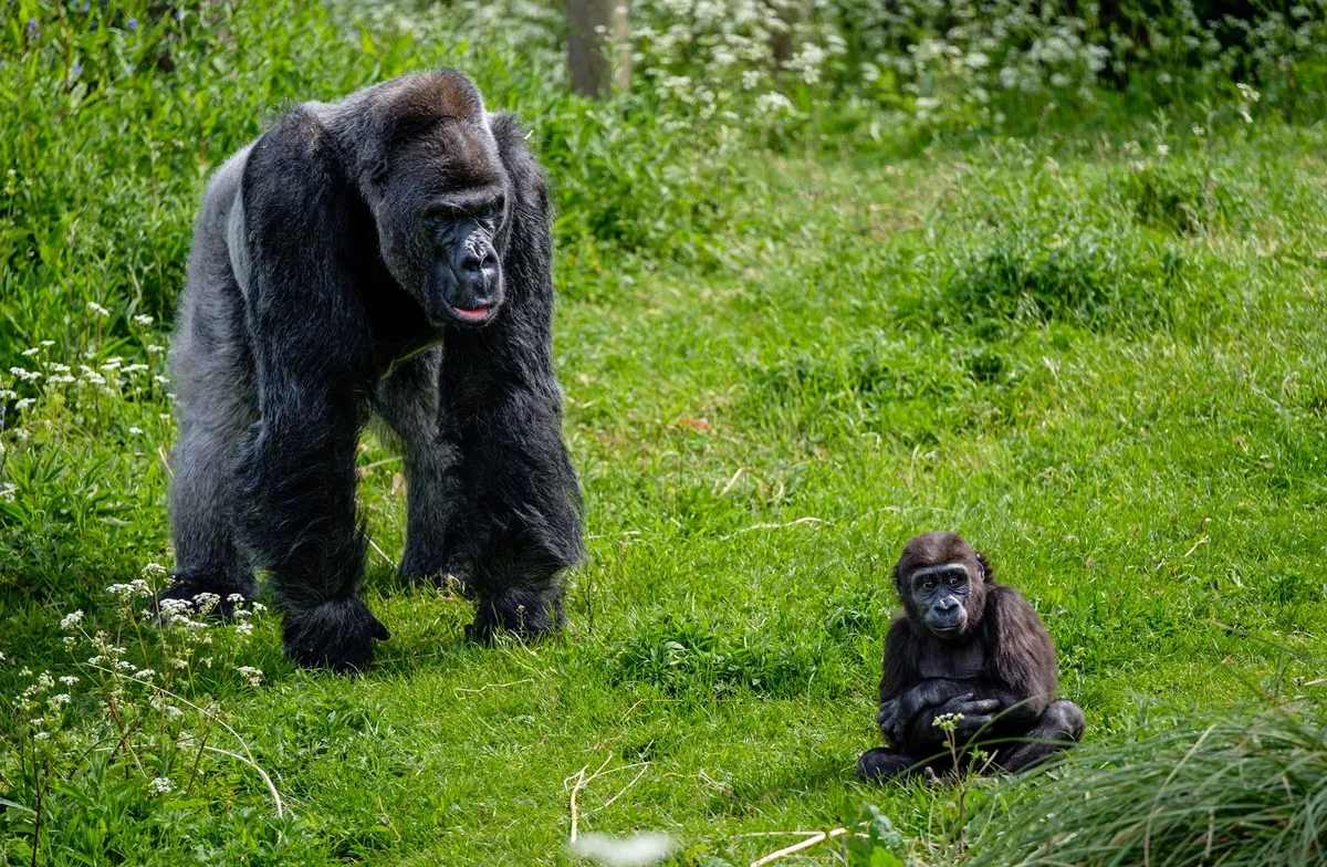 Jock the silverback gorilla with youngster at Bristol Zoo. © Bristol Zoo