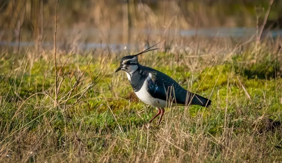 Lapwings have suffered significant declines in recent years and are a Red List species. © Dave Bennion
