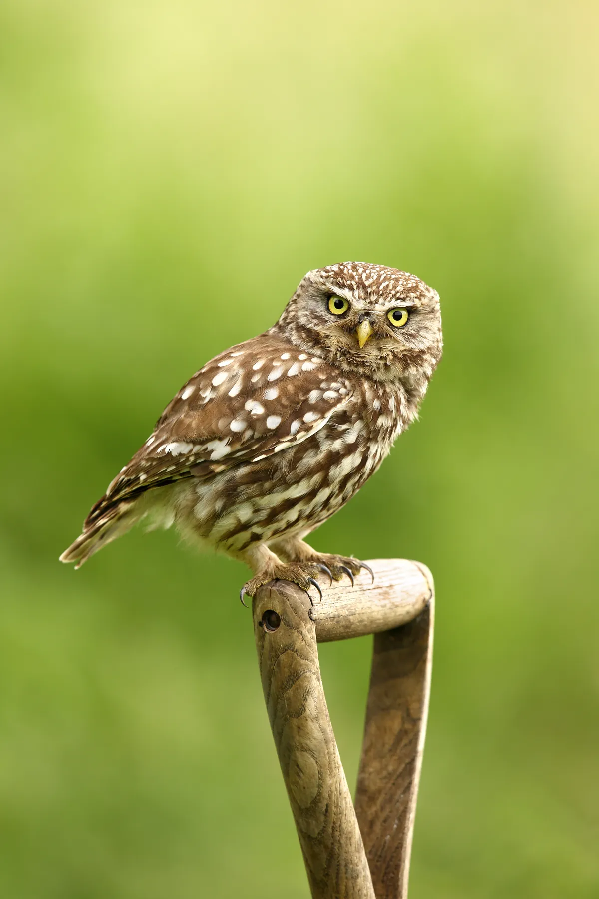 A male little owl , perched on a fork handle in York, North Yorkshire, UK. © Simon Roy