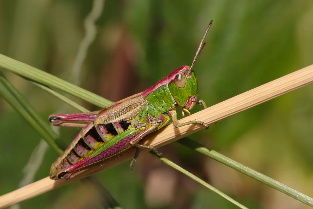 Meadow grasshopper. © Jason Steel