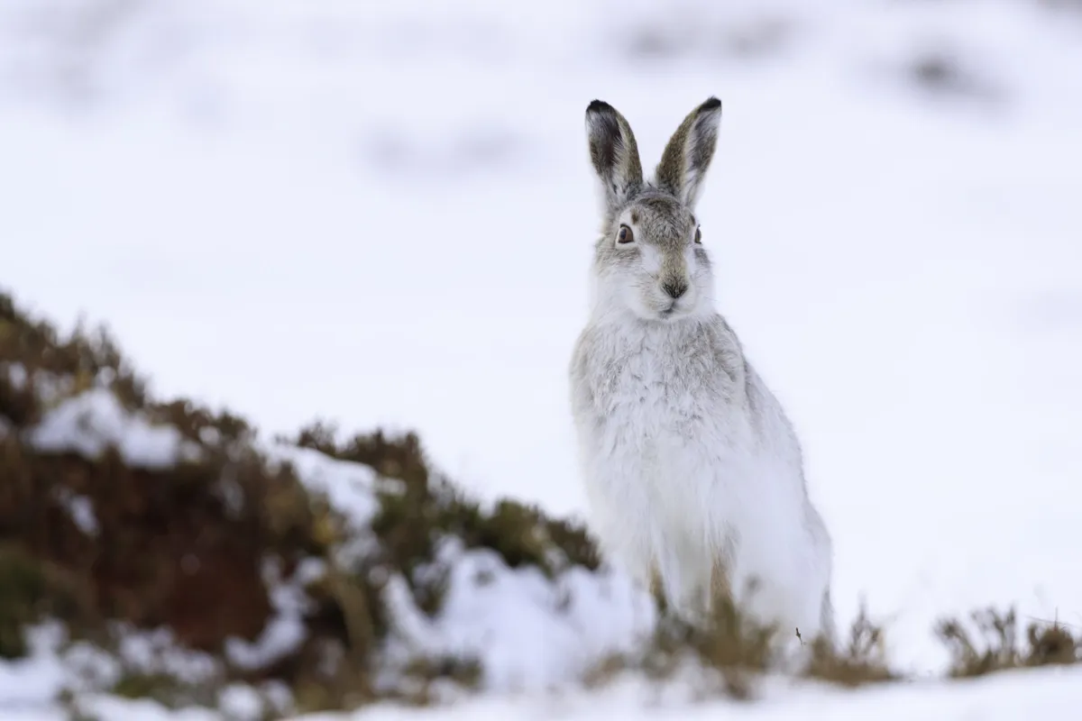 White mountain hare in snow, Getty