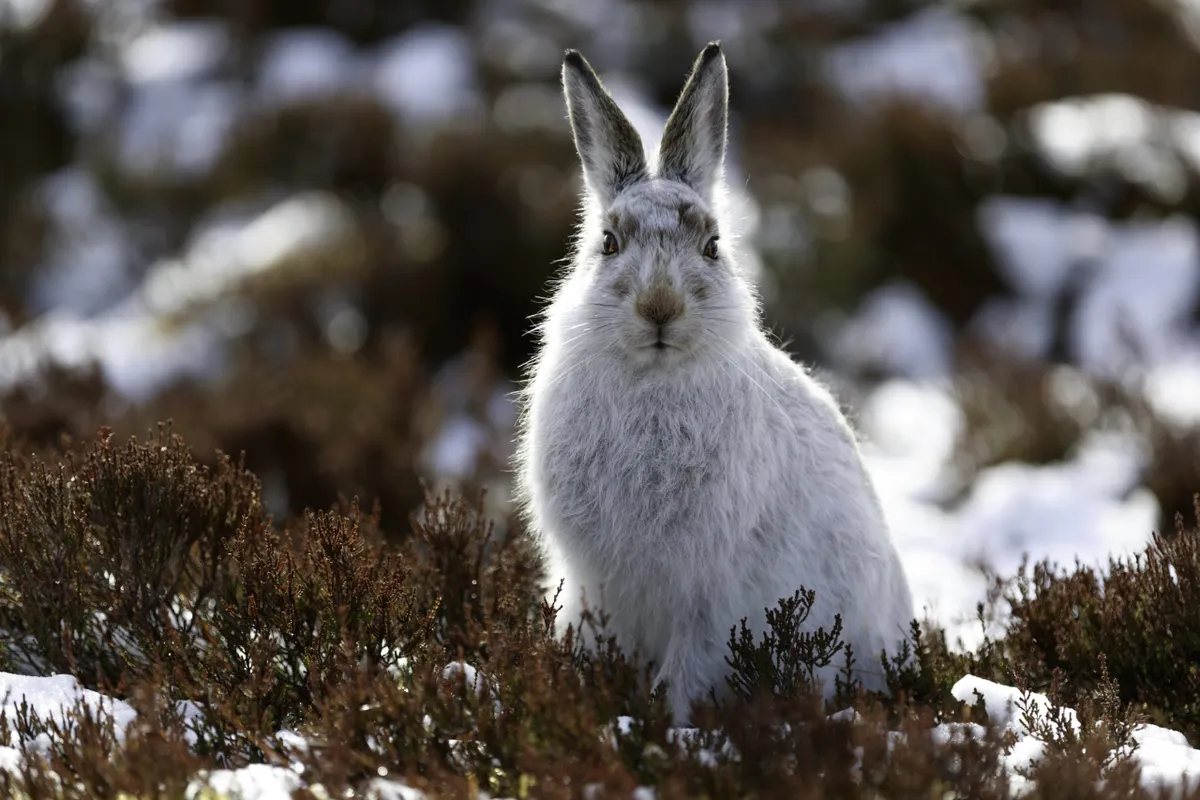 white wild mountain hare in the north of Scotland. Cute creatures, they have a white fur during winter to help them hide in snow and turn fur brown during summer to help hide in the brown heather.
