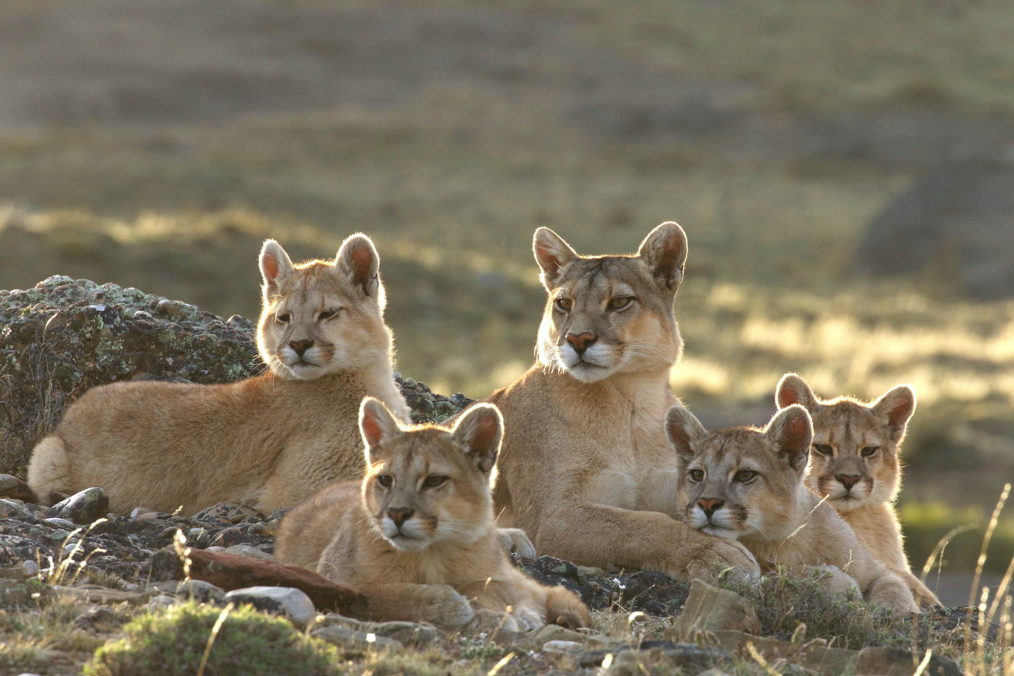 Pumas and cougars guide: what's the difference between them, where ...