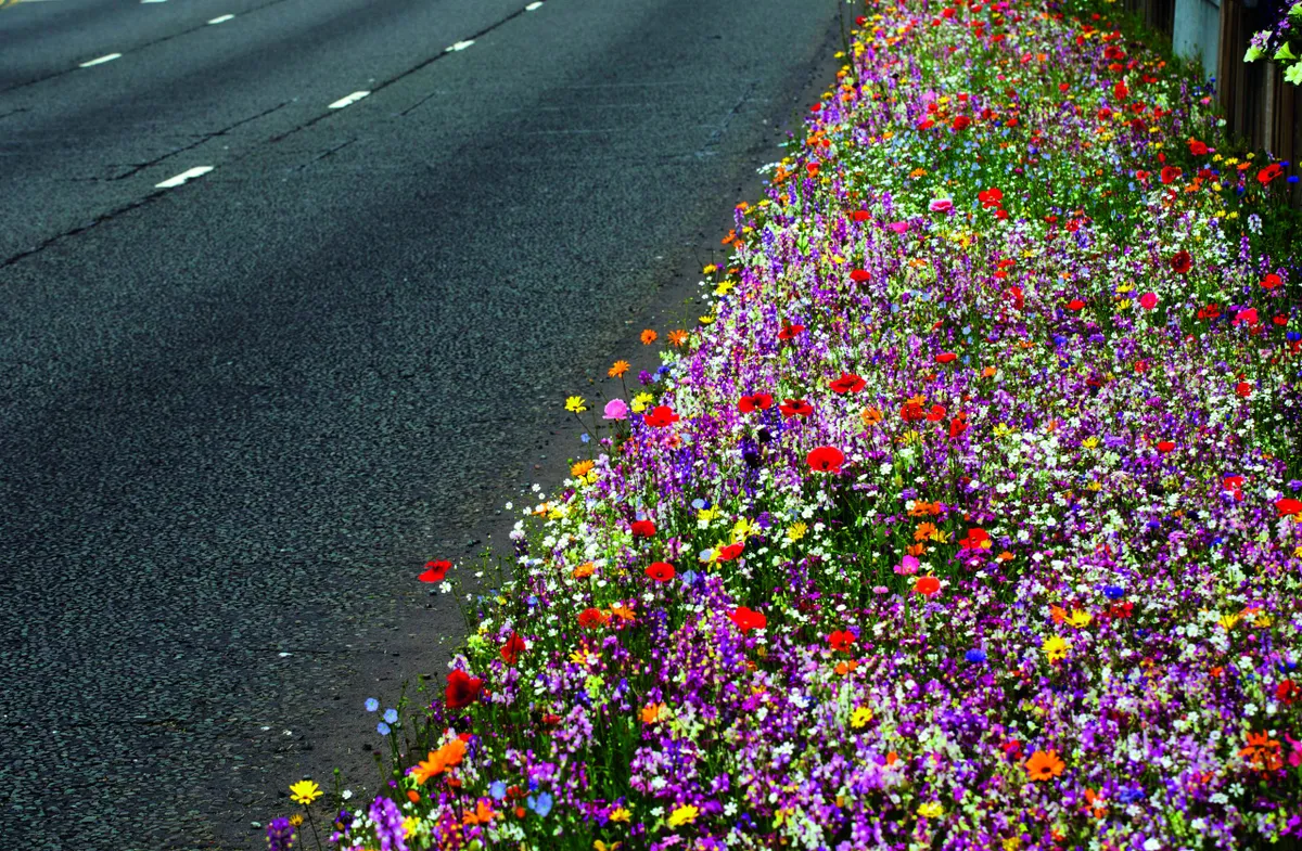 Flowers growing by a roadside in Birmingham, UK. © Andrew Fox/Alamy