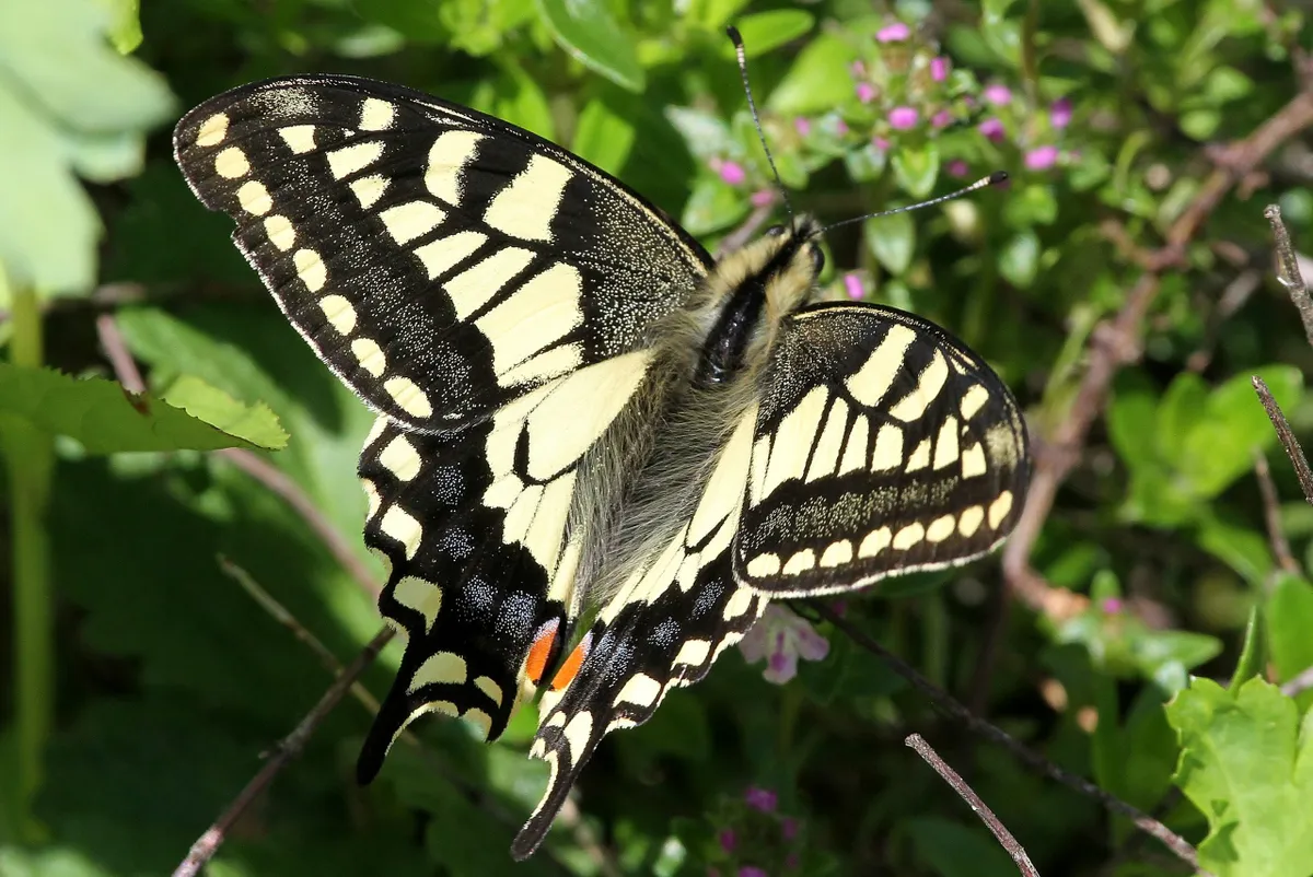 Swallowtail butterfly at RSPB Strumpshaw Fen. © Jo Garbutt (used from Flickr under Creative Commons 2.0)