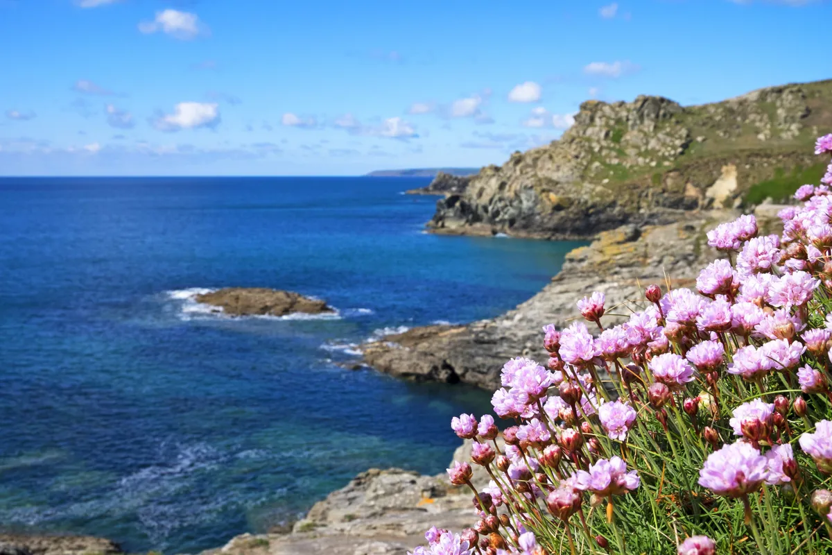 Thrift near Porthleven In Cornwall, UK. © Education Images/Universal Images/Getty