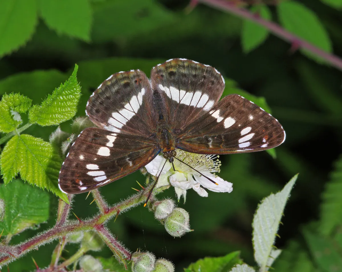 A white admiral butterfly in Wiltshire, UK. © Gary Chalker/Getty