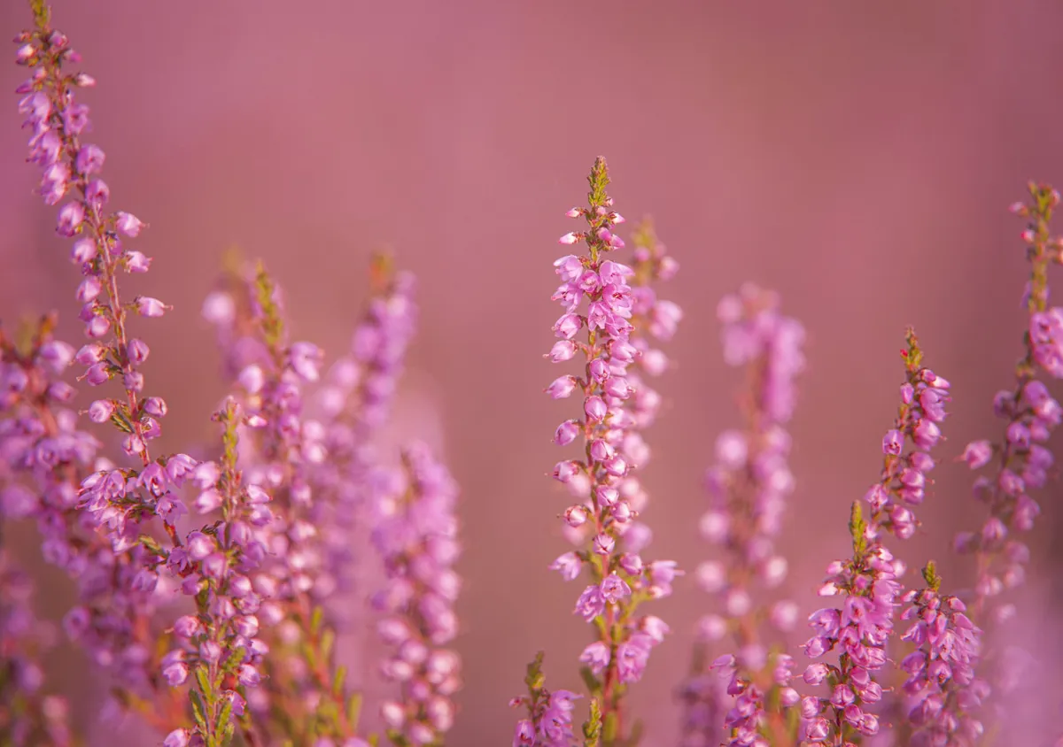 Ling heather in flower. © Ben Andrew/RSPB
