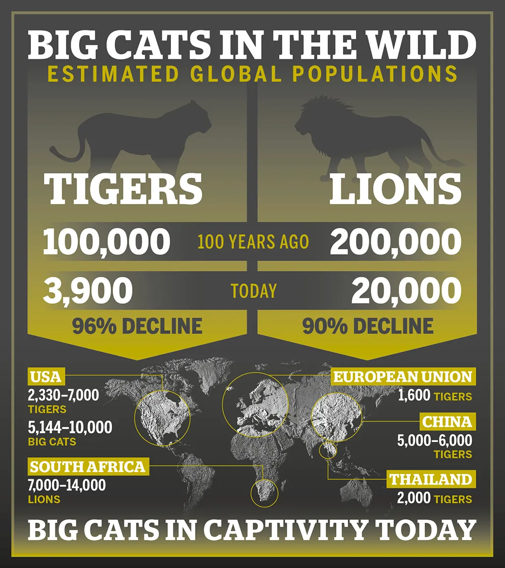 BBC Wildlife Magazine_Big Cats Infographic_credit BBC Wildlife Magazine