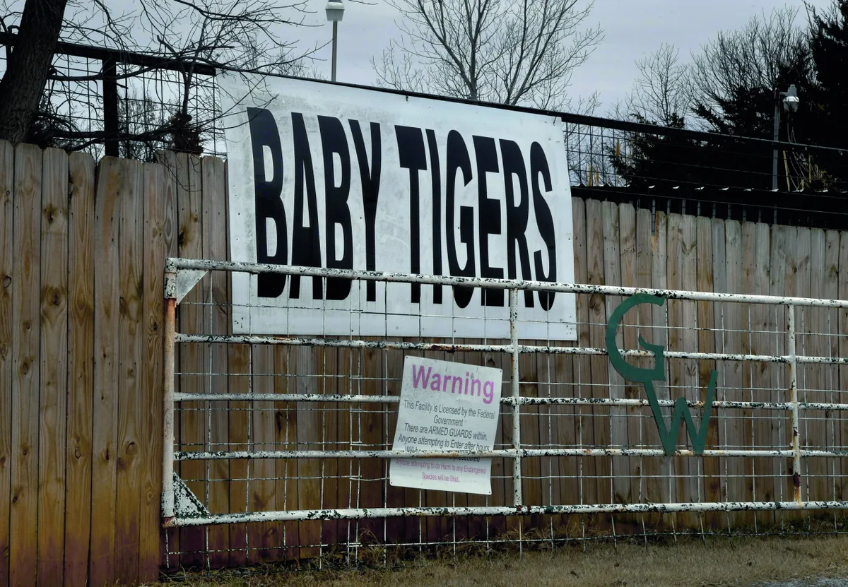 Baby tigers are bred and used as entertainment. © The Washington Post/Getty
