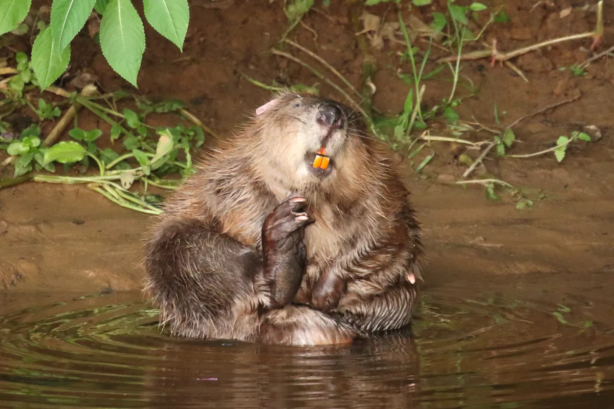 A female beaver in Devon grooming herself, showing the orange colour of her incisors. © Mike Symes/Devon Wildlife Trust