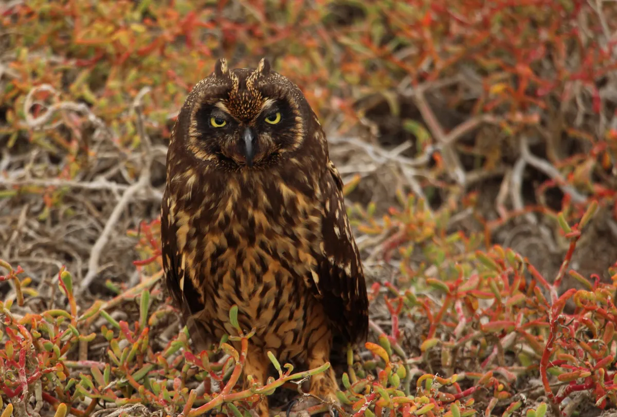 Birds in Galápagos Runner Up - Galápagos short-eared owl. © Sarah Ahern/Galapagos Conservation Trust