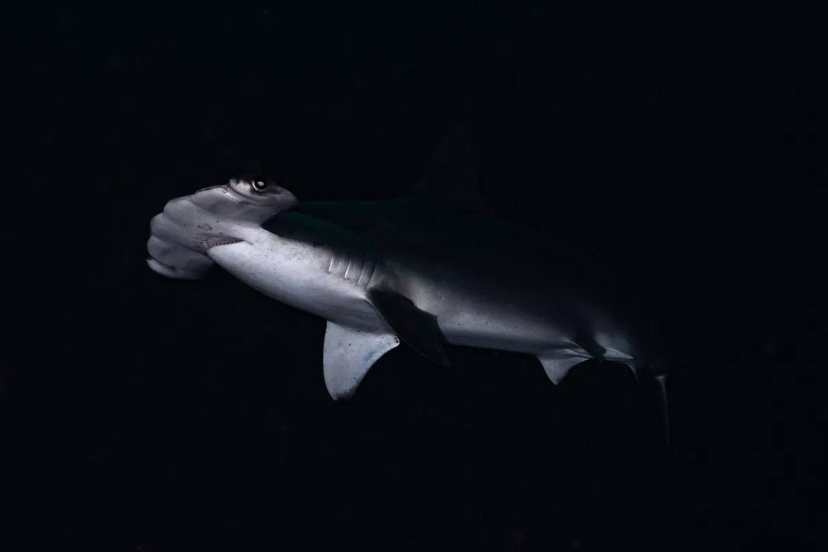 Coastal and Marine Runner Up - Scalloped hammerhead shark up close. © Jason Lim/Galapagos Conservation Trust