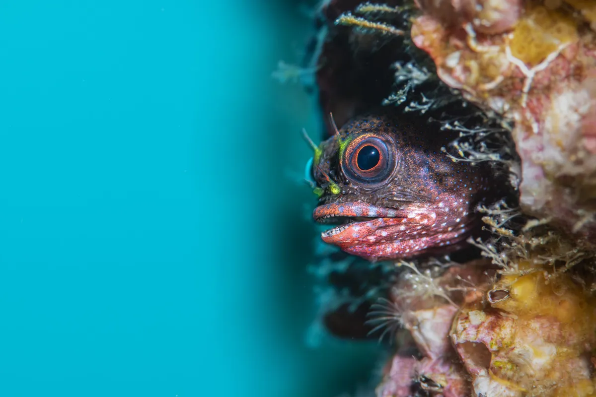 Overall 2nd Place and Coastal and Marine Winner - Galápagos barnacle blenny. © Jon Anderson/Galapagos Conservation Trust