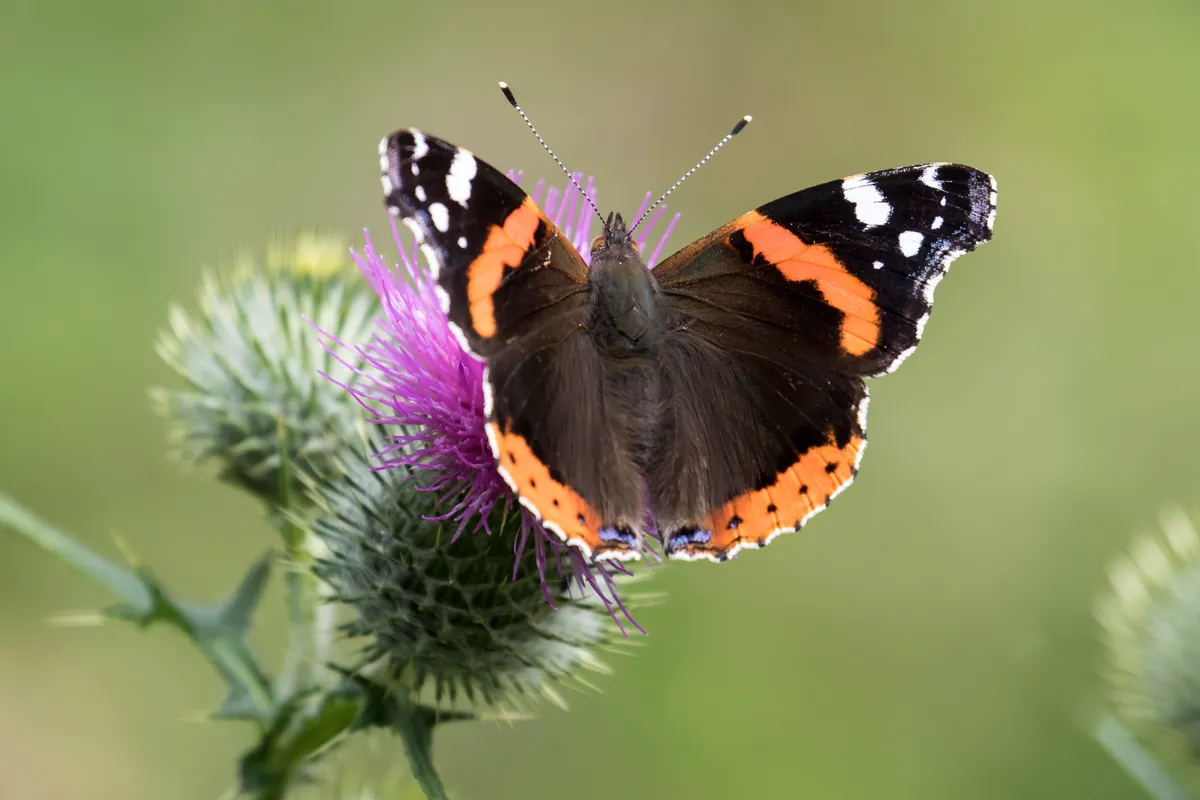 Red admiral butterfly on a thistle in the UK. © Peter Garner/EyeEm/Getty