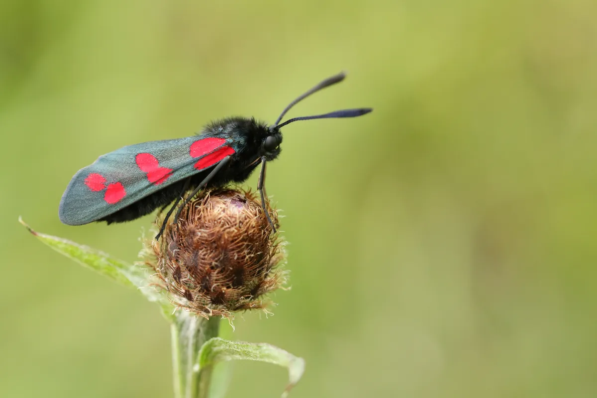 Six-spot burnet moth. © Sandra Standbridge/Getty