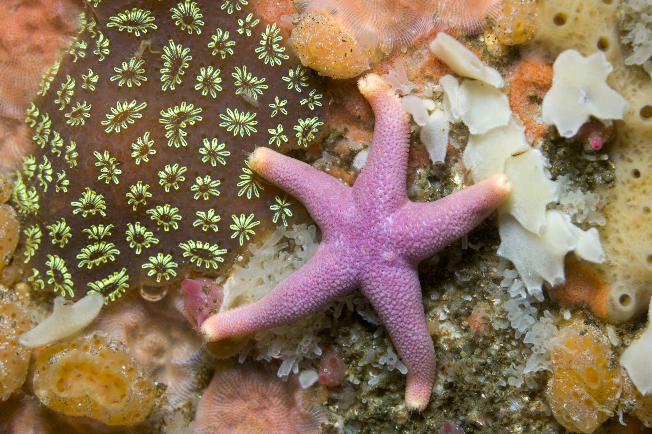 Do starfish have arms or legs, and how many do they have? - Discover  Wildlife