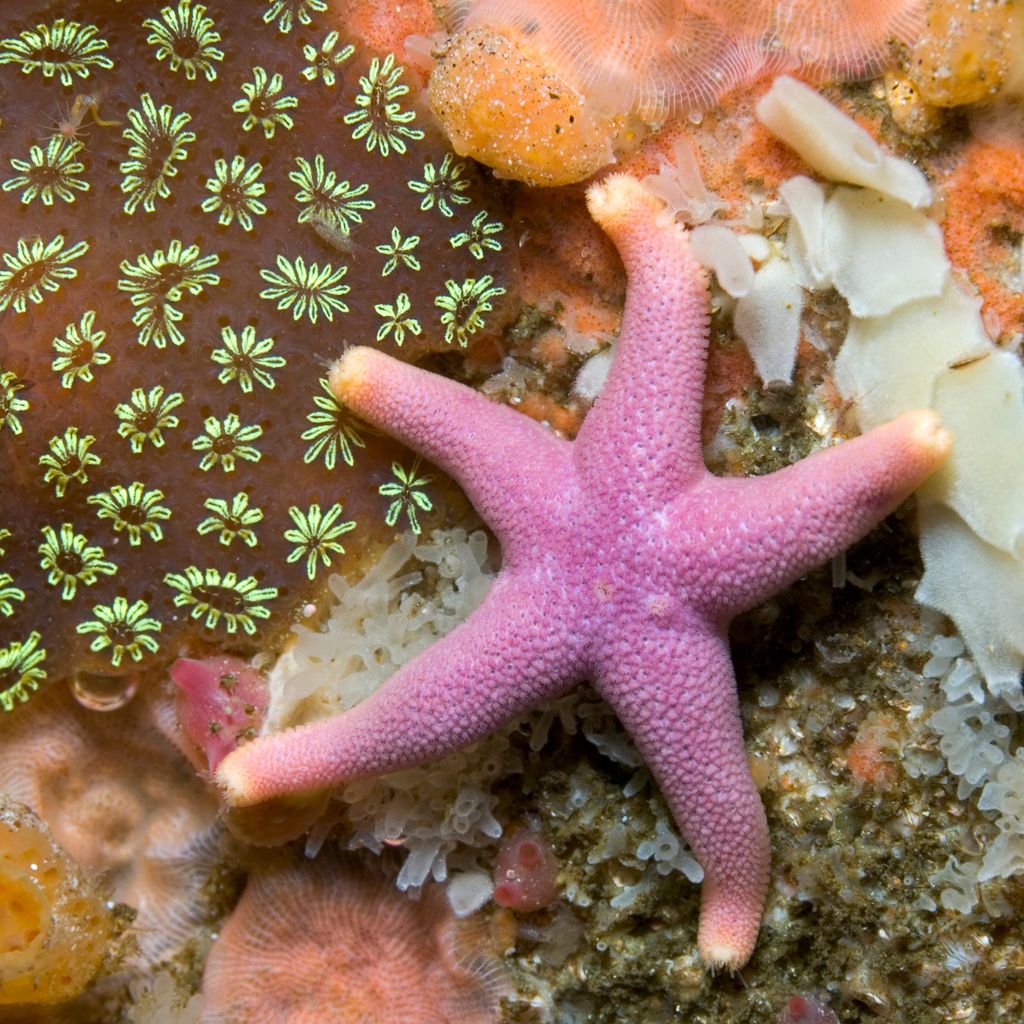 Do starfish have arms or legs, and how many do they have