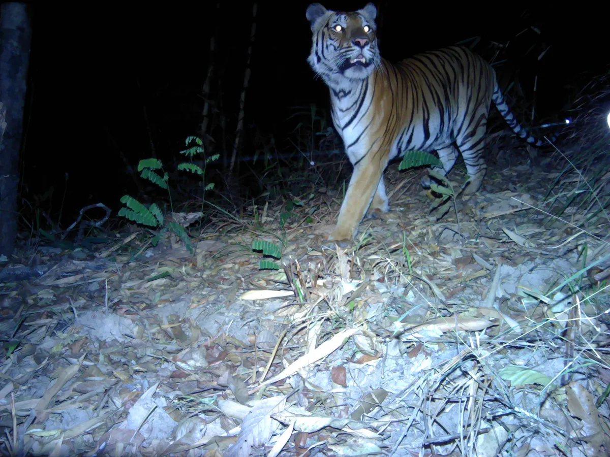 An endangered tiger in western Thailand caught on camera. © DNP/Panthera/ZSL/RCU