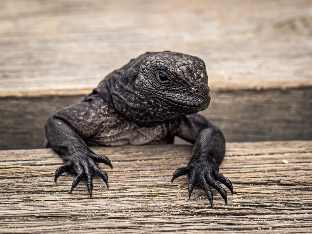 Up Close and Personal Joint Runner Up - Baby marine iguana. © Walter Rijk/Galapagos Conservation Trust