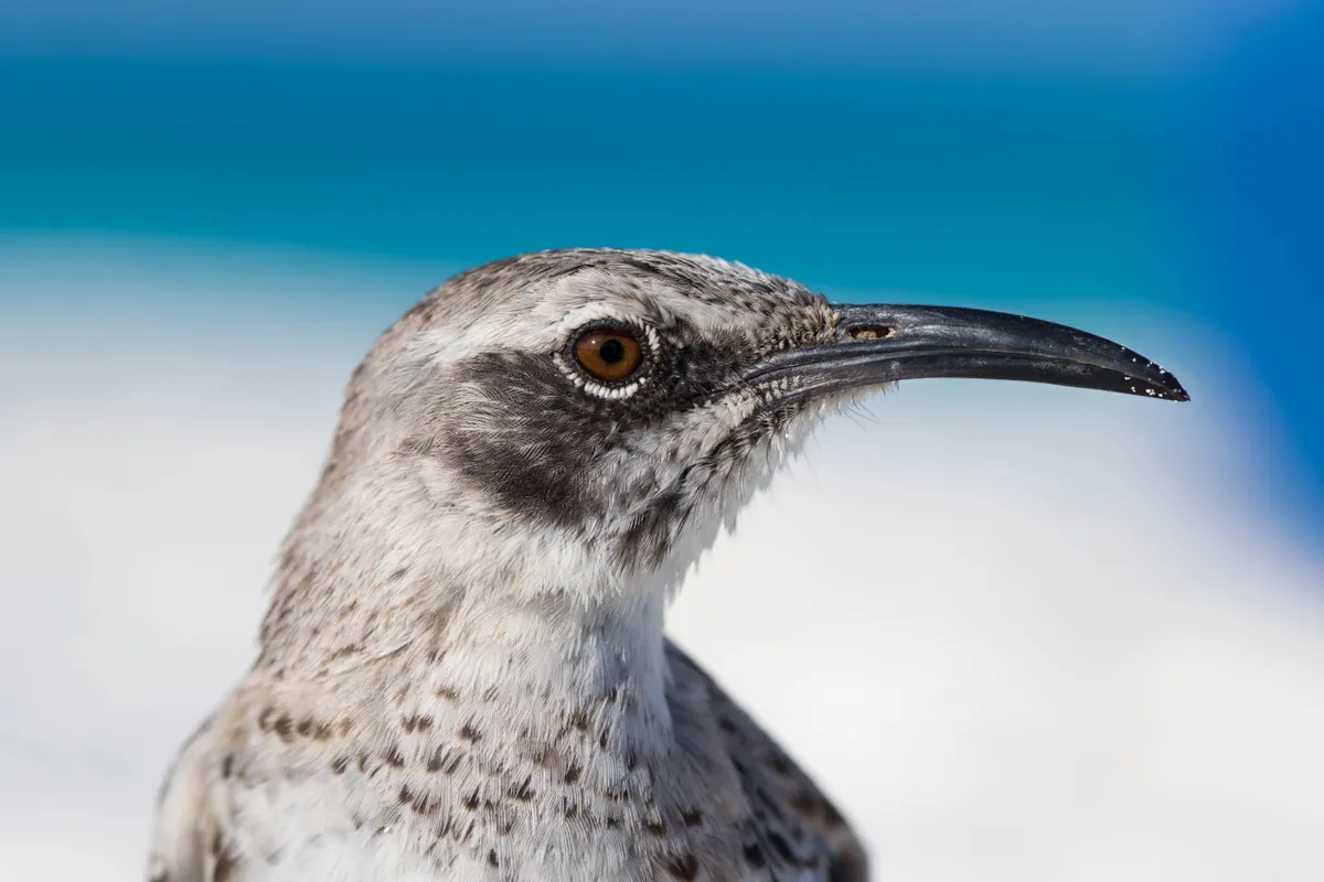 Up Close and Personal Winner - I don't like photographers. © Jose Rui da Cruz Moura Santos//Galapagos Conservation Trust