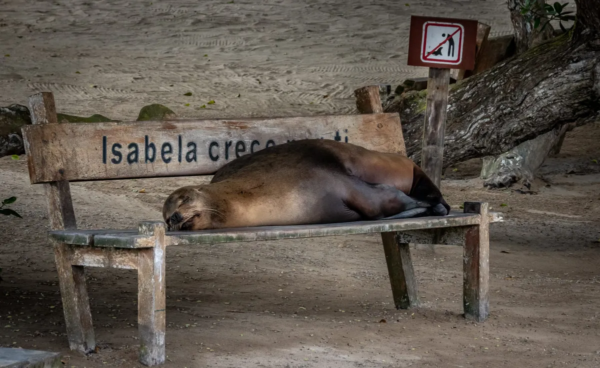Urban Life Runner Up - Do Not Disturb. © Steven Genesin/Galapagos Conservation Trust