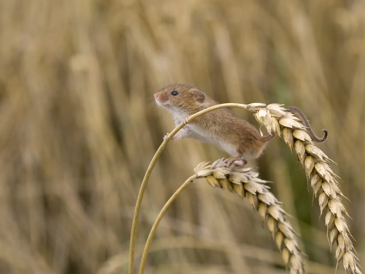 Harvest mouse. © Roy Rimmer/Mammal Society