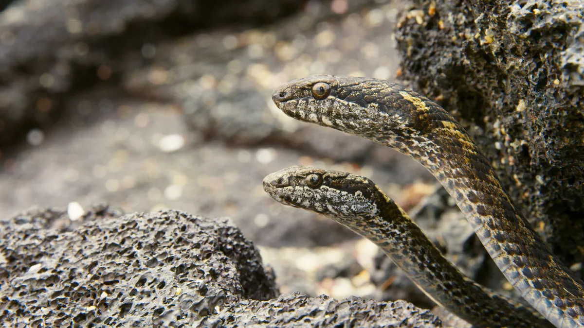 Galápagos racer snakes peer from their hiding places in the rocks, watching for emerging marine iguana hatchlings. © NHU