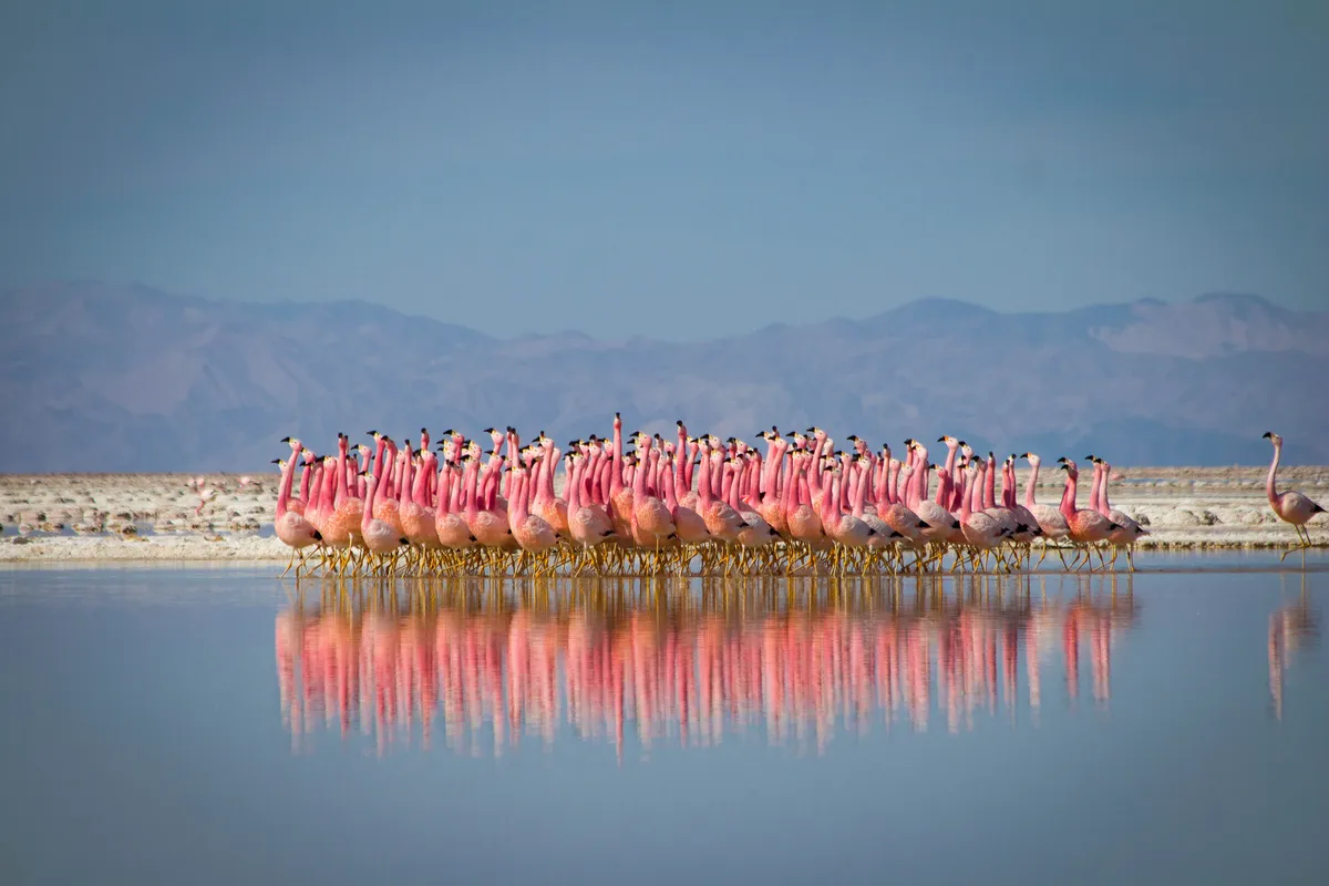 A group of flamingos performs a courtship dance in a salt lake on the arid Altiplano region of the High Andes. © NHU
